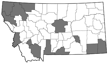 Chrysobothris trinervia distribution in Montana