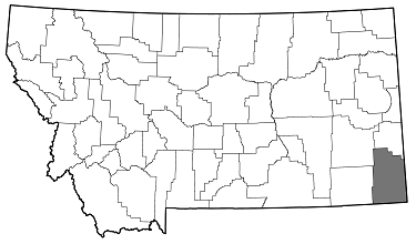 Chysobothris viridiceps distribution in Montana