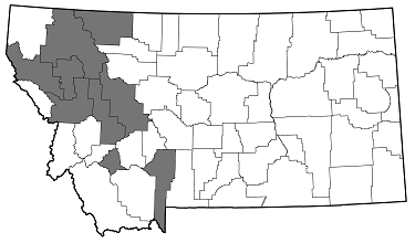 Chrysobothris vulcanica distribution in Montana