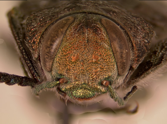 Chrysobothris monticola face view