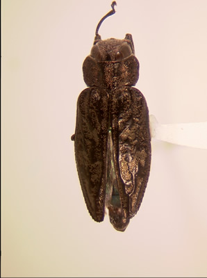 Chrysobothris rotundicollis habitus dorsal