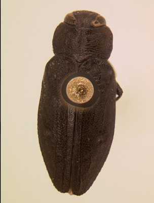 Chrysobothris scabripennis habitus dorsal