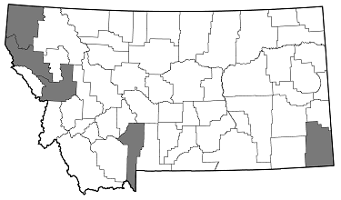 Dicerca hesperoborealis distribution in Montana