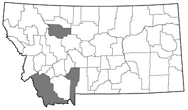 Dicerca pectorosa distribution in Montana