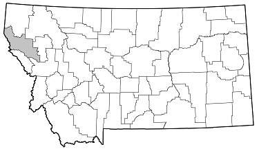 Lepturinae sp. distribution in Montana