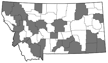 Melanophila acuminata distribution in Montana