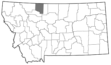 Melanophila consputa distribution in Montana