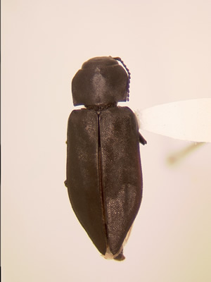 Melanophila acuminata habitus dorsal
