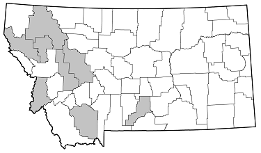 Molorchus longicollis distribution in Montana