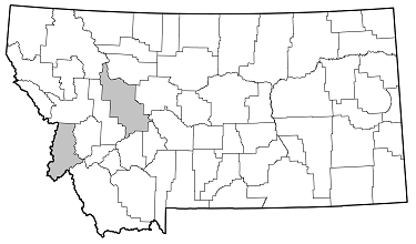 Monochamus obtusus distribution in Montana