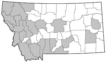 Monochamus scutellatus distribution in Montana