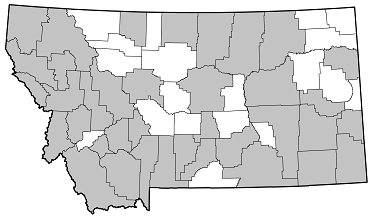 Neoclytus leucozonus distribution in Montana