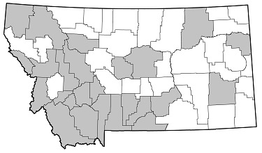 Oberea erythrocephala distribution in Montana