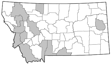 Pachyta lamed liturata distribution in Montana