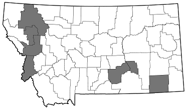 Phaenops gentilis distribution in Montana