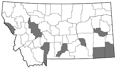Phaenops intrusus distribution in Montana
