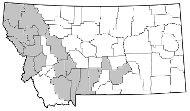 Phymatodes dimidiatus distribution in Montana