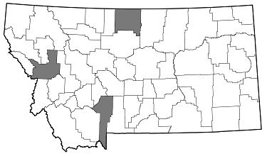 Poecilonota montana distribution in Montana