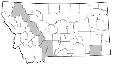 Pogonocherus penicillatus distribution in Montana