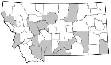 Prionus californicus distribution in Montana
