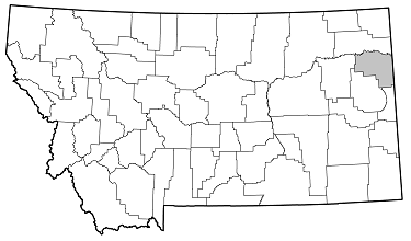 Saperda tridentata distribution in Montana