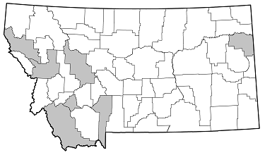 Semanotus litigiosus distribution in Montana