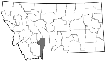 Sphenoptera jugoslavica distribution in Montana