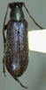 Grammoptera molybdica