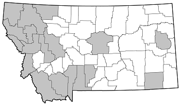 Tragosoma desparium distribution in Montana