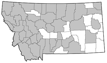 Xylotrechus undulatus distribution in Montana