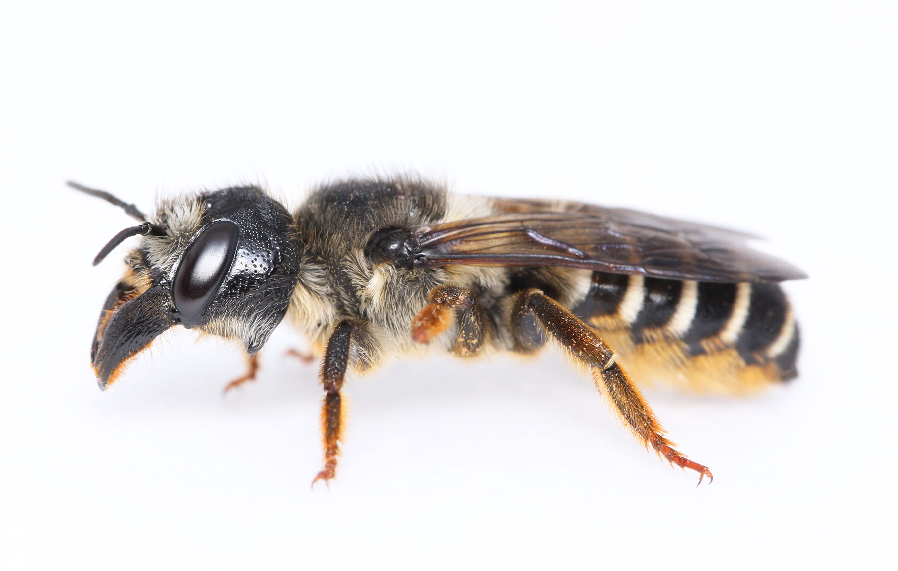 pugnata