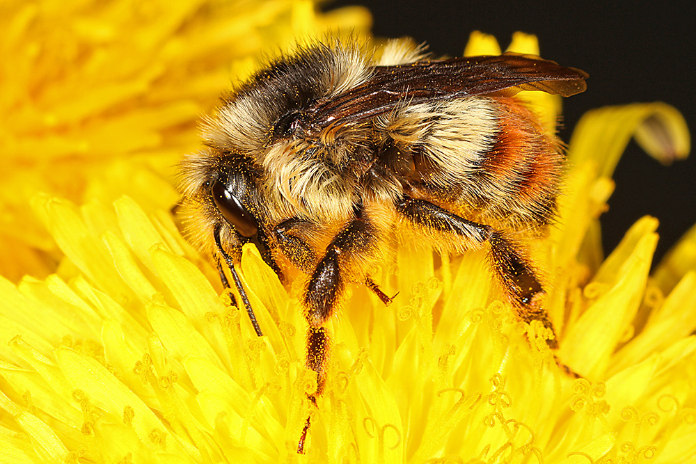 Bombus flavifrons on yellow flower