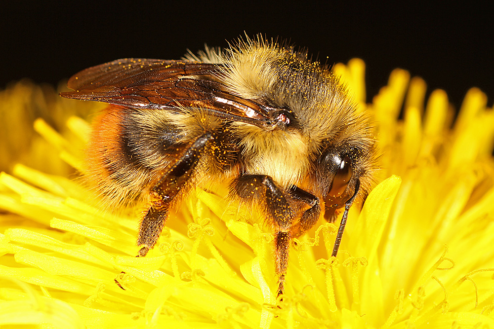 Bombus mixtus on yellow flower photographed by Christopher R. Brown in 2015