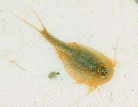 triops