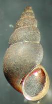 new zealand mudsnail shell