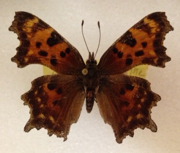 Polygonia faunus