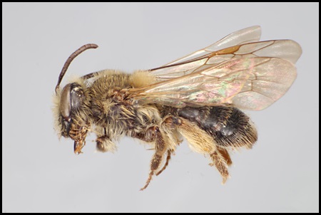 andrena thaspii