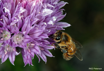 honey bee on light purple flower