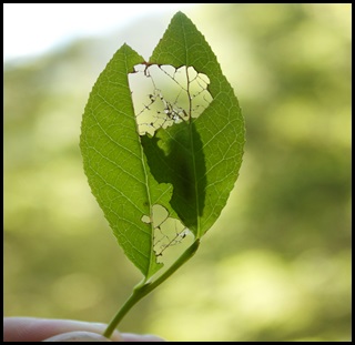 neotelphusa praefixa leaf damage