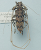 Acanthocinus spectabilis