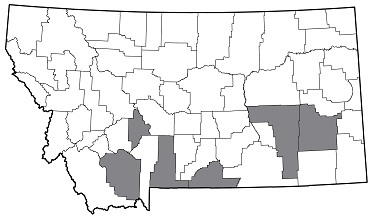 Buprestis maculativentris distribution in Montana