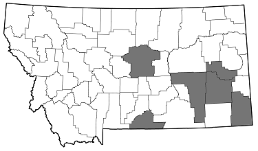 Acmaeodera pulchella distribution in Montana