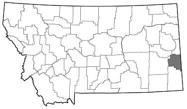 Agrilus masculinus distribution in Montana
