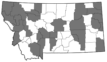 Agrilus politus distribution in Montana