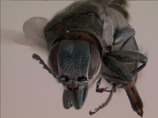 Agrilus masculinus face view