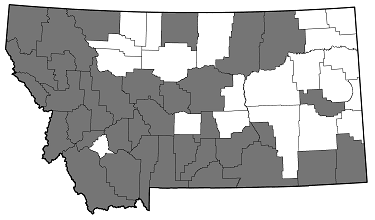 Anthaxia (Melanthaxia) inornata distribution in Montana