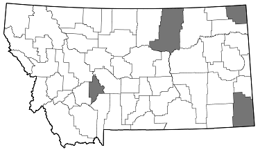 Brachys aerosus distribution in Montana