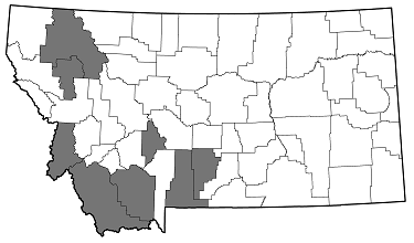 Chrysobothris carinipennis distribution in Montana