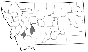 Chrysobothris viridicyanea distribution in Montana