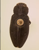 Chrysobothris scabripennis